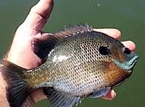 Bluegill %283%2920170627 28921 1x512mz