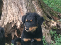 Pup new 120180617 21734 qfq7i8