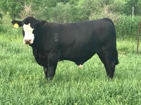 Bull20180619 21734 1vooa34