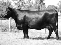 Alabama angus association f 0025 3918