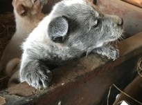 Pups 18