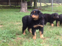 Pup 1
